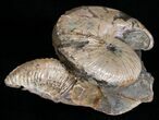 Hoploscaphites Ammonite - Opalescent Shell #6131-3